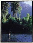 Fly casting in Chile. An angler makes a long cast to a promising run at one of our rivers. Cumilahue Fly Fishing Lodge.